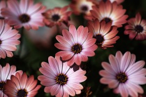 African Daisy Zion Red Flowers